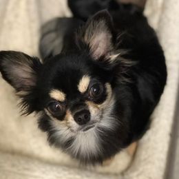 Raven - Chihuahua