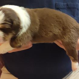 Australian Shepherd Puppies from Shadowood Australian Shepherds