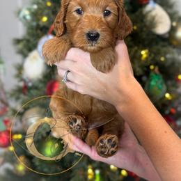 Mistletoe 'Missy' (light pink collar) - Apricot female Goldendoodle puppy in Murrieta, California from Apricot Poodles & Goldendoodles, LLC
