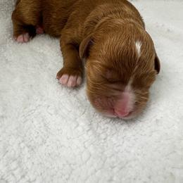 Snoopy - Red male Cavapoo puppy in Queen Creek, Arizona from Sunny Doodles