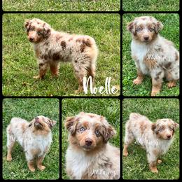 (4) Noelle, RMF - Red merle female Miniature American Shepherd puppy in Huntington, Texas from JKKJ Farms