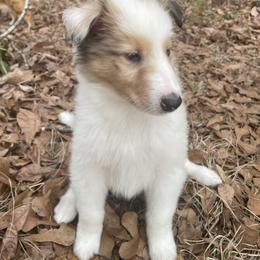 Drummer - Sable merle and white male Collie puppy in Bamberg, South Carolina from Shakhor Ohr Collies and Pomeranians