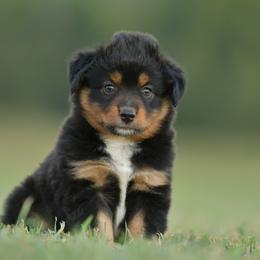 Zouwu - Black tri female Miniature Australian Shepherd puppy in Hartman, Arkansas from Southern Edition Aussies