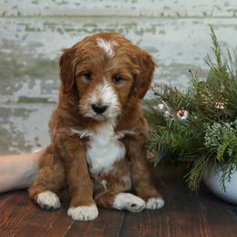 Bernedoodles and Goldendoodles from Dolly's Doodles