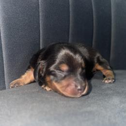 Wendy - Black and tan female Dachshund puppy in Knoxville, Tennessee from East TN Dachshunds