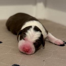 Echo - Red male Border Collie puppy in Kalispell, Montana from North Fork Border Collies