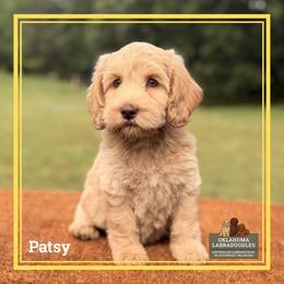 Patsy - Caramel female Australian Labradoodle puppy in Hartshorne, Oklahoma from Jena Edmond