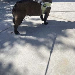 French Bulldog All Grown Up from High Desert King Bullies