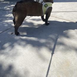 French Bulldog All Grown Up from High Desert King Bullies