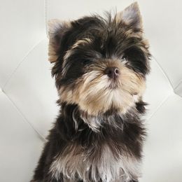 Yorkshire Terrier Puppies from Ja'Dor Yorkies