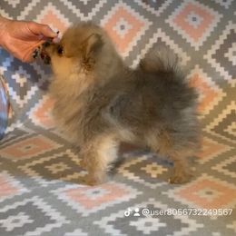 Pomeranian Puppies from Legacy Poms