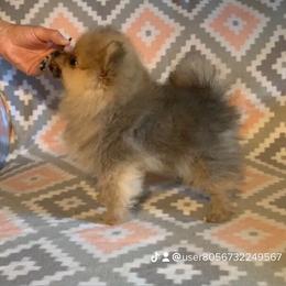 Pomeranian Puppies from Legacy Poms