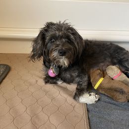 Schnoodle Puppies from Noodle Tings Puppies