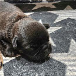 Black boy - Black male Brussels Griffon puppy in Fyffe, Alabama from BamaBrussels
