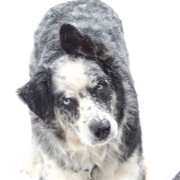 Australian Shepherds from Silverheels Australian shepherds