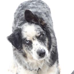 Australian Shepherds from Silverheels Australian shepherds