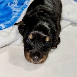 Luigi - Black and tan male Dachshund puppy in El Dorado, Arkansas from LovelylilDoxies