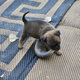 Girl 5 - Belge female Brussels Griffon puppy in Canyon Creek, Montana from Mad Monkey