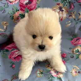 Cooper - Cream male Pomeranian puppy in Longview, Washington from Mckee's Pomeranians