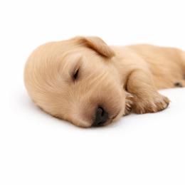 Cream Female - Pet Only - Limited AKC - Cream female Dachshund puppy in Nashville, Tennessee from Farmhouse Sausages - Located in TN delivers all over US including California