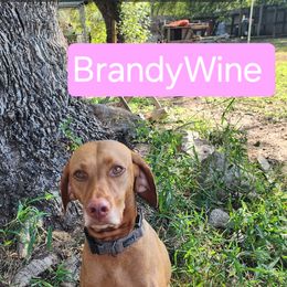 Brandy - Vizsla