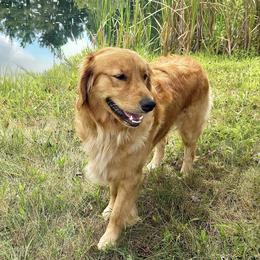 Molly - Golden Retriever