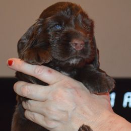 Boy 1 - male Field Spaniel puppy in Indianapolis, Indiana from Nautica Field Spaniels