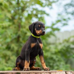 Shara - Black and rust female Doberman Pinscher puppy in Biglerville, Pennsylvania from Saxbell Dobermans