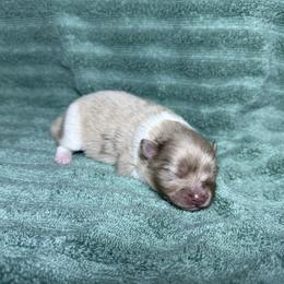 Chocolate Merle girl - Chocolate merle female Pomeranian puppy in Saint Ignatius, Montana from Pomeranians Montana