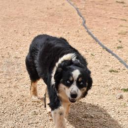 Olive - Miniature Australian Shepherd