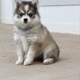 Oreo - Black and white female Pomsky puppy in Uintah County, Utah from Bingo's Wolfhounds, Lollipop Pomskies