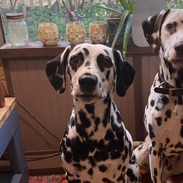 Dalmatians from Gaelic’s