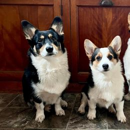American Corgis from Key Largo Corgis