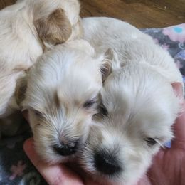 Boy 3 - Havanese puppy in Roswell, Georgia from Sweet Southern Havanese