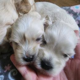 Boy 3 - Havanese puppy in Roswell, Georgia from Sweet Southern Havanese