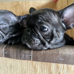 French Bulldog Puppies from Paw and Oates