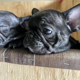 French Bulldog Puppies from Paw and Oates