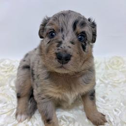 Teddy - Purple Collar - Blue merle female Australian Shepherd puppy in San Marcos, California from Faith Family Freedom Farm