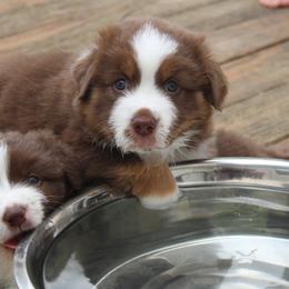 Australian Shepherd Puppies from Starlit Grove Australian Shepherds