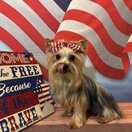 Trice - Yorkshire Terrier