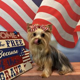 Trice - Yorkshire Terrier