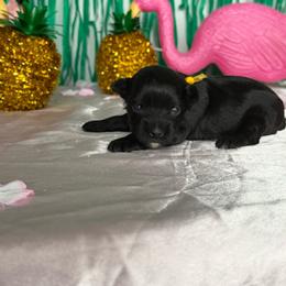 Journey - Black female Yorkipoo puppy in Clifton, New Jersey from Kdash_yorkies