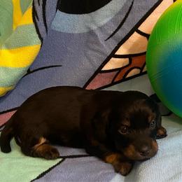 MIDNIGHT - Black and tan male Dachshund puppy in Elizabethtown, Kentucky from Teeny Tiny Puppy Tails