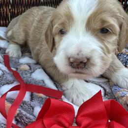 Red collar - Red female Bernedoodle puppy in Cody, Wyoming from Yellowstone Breeders