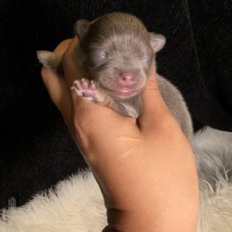Gene Belcher - Blue and tan male Pomeranian puppy in Smithville, Texas from Lafary Poms