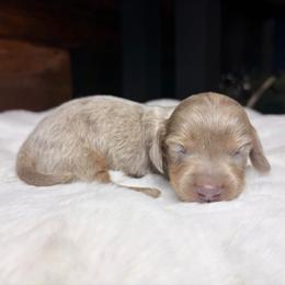Silas - Dapple male Dachshund puppy in Washburn, Tennessee from Clinch Mountain Dachshunds
