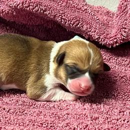 Boy 4 - Sable male Pembroke Welsh Corgi puppy in Ocala, Florida from Dolan Farms Corgis