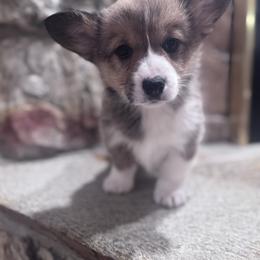 Amber - Sable female Pembroke Welsh Corgi puppy in Elberta, Utah from 3F Farms- Pembroke Welsh Corgis and Irish Wolfhounds