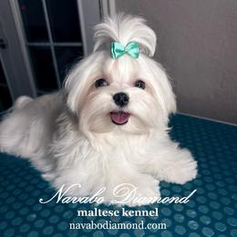 Boy 2 Harley - White male Maltese puppy in Snowville, Utah from Navabo Diamond