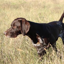 Jake - German Shorthaired Pointer
